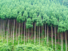 日本のひのき・杉 無垢材の魅力ｘコンテナハウスの魅力ナ イメージ